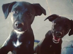 Cachorro raça Srd idade 2 anos nome Luke e Milly