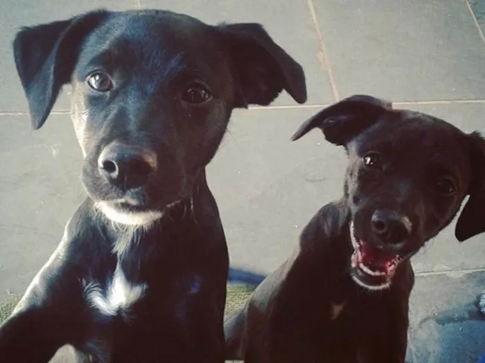 Cachorro ra a Srd idade 2 anos nome Luke e Milly