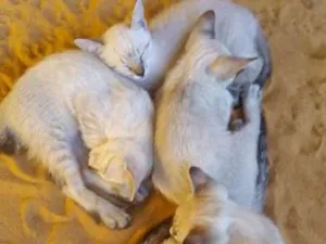 Gato raça não definida idade 2 a 6 meses nome filhotes