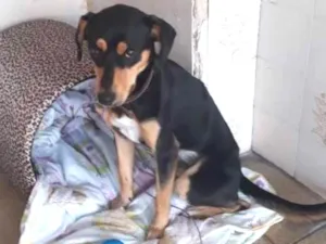 Cachorro raça Srd idade 1 ano nome Scobby