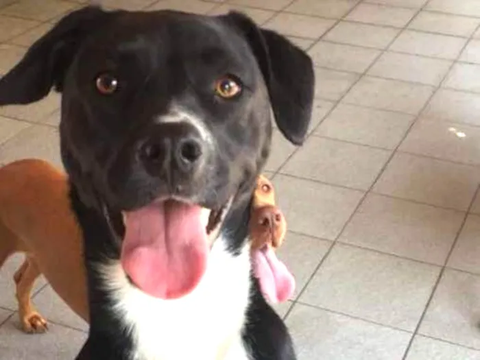 Cachorro ra a  idade 1 ano nome Cacau