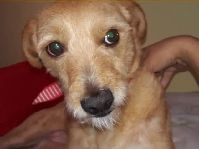 Cachorro ra a Srd idade 5 anos nome Pipoca