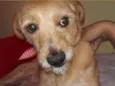 Pipoca