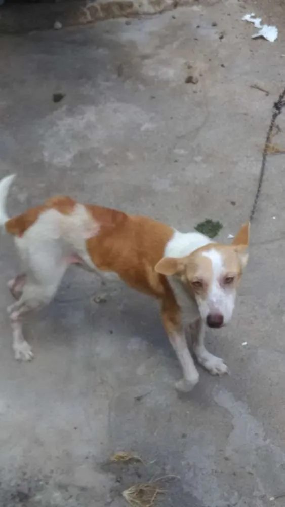 Cachorro ra a Srd idade 4 anos nome Bege,galego,rock