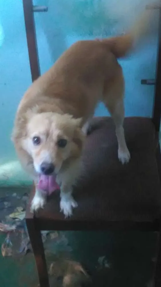 Cachorro ra a Srd idade 4 anos nome Bege,galego,rock