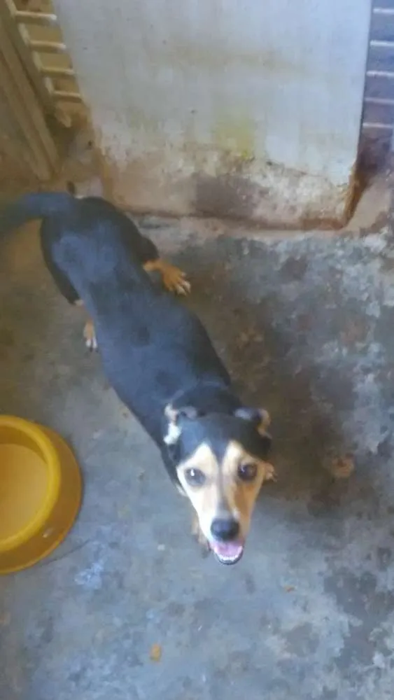 Cachorro ra a Srd idade 4 anos nome Bege,galego,rock