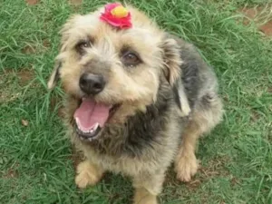 Cachorro raça SRD idade 3 anos nome PENELOPE