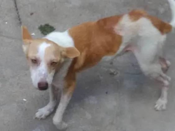 Cachorro ra a Srd idade 4 anos nome Bege,galego,rock