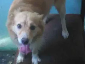Cachorro raça Srd idade 4 anos nome Bege,galego,rock