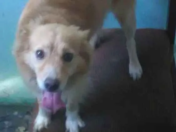 Cachorro ra a Srd idade 4 anos nome Bege,galego,rock