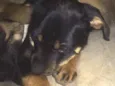 Jake
