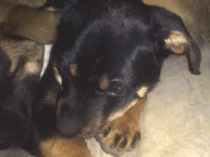 Cachorro ra a  idade 2 a 6 meses nome Jake