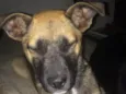 Spike