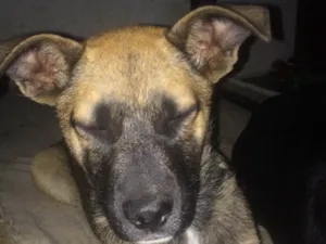 Cachorro raça  idade 2 a 6 meses nome Spike