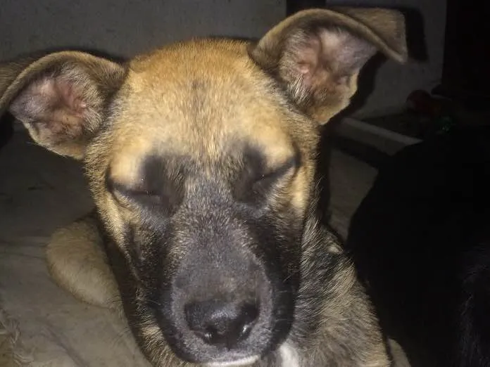 Cachorro ra a  idade 2 a 6 meses nome Spike