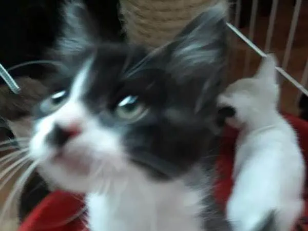 Gato ra a  idade  nome JACÓ CAIN