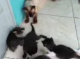 Gato