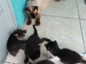 Gato raça  idade Abaixo de 2 meses nome Gato