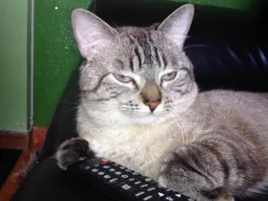 Gato raça Siamesa  idade 2 anos nome Romeu