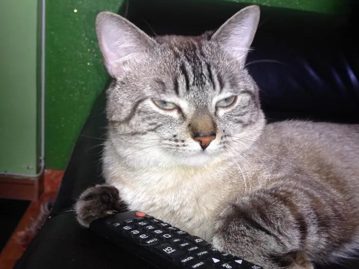 Gato ra a Siamesa  idade 2 anos nome Romeu