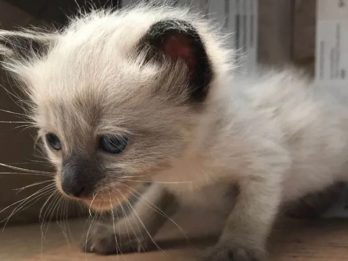 Gato ra a Siamês idade Abaixo de 2 meses nome MARIE