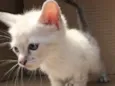 MIAO