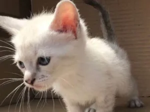 Gato raça Siamês idade Abaixo de 2 meses nome MIAO