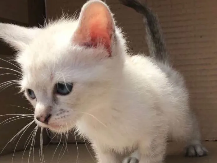 Gato ra a Siamês idade Abaixo de 2 meses nome MIAO