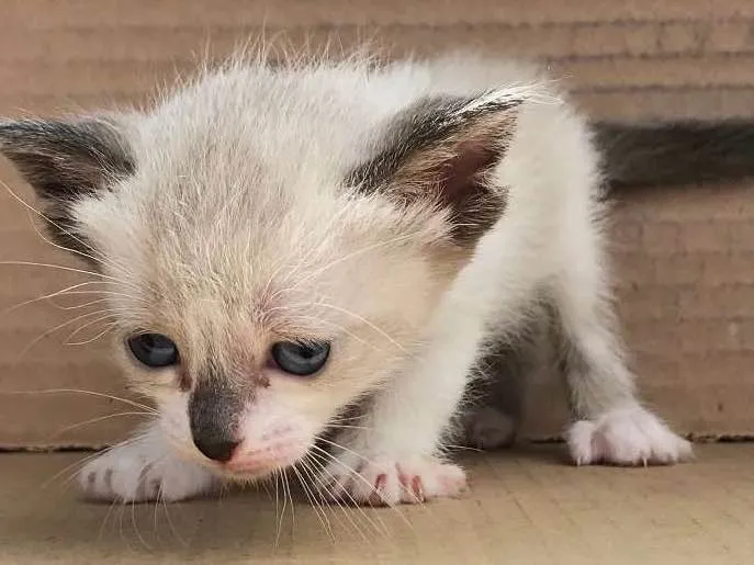 Gato ra a Siamês idade Abaixo de 2 meses nome LOLA