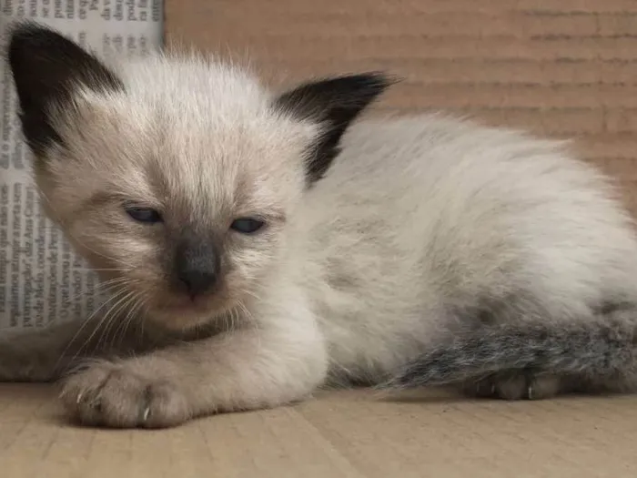 Gato ra a SIAMES idade Abaixo de 2 meses nome RICKY