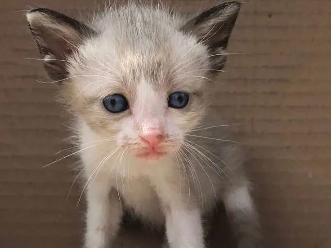 Gato ra a SIAMES idade Abaixo de 2 meses nome PINGPING