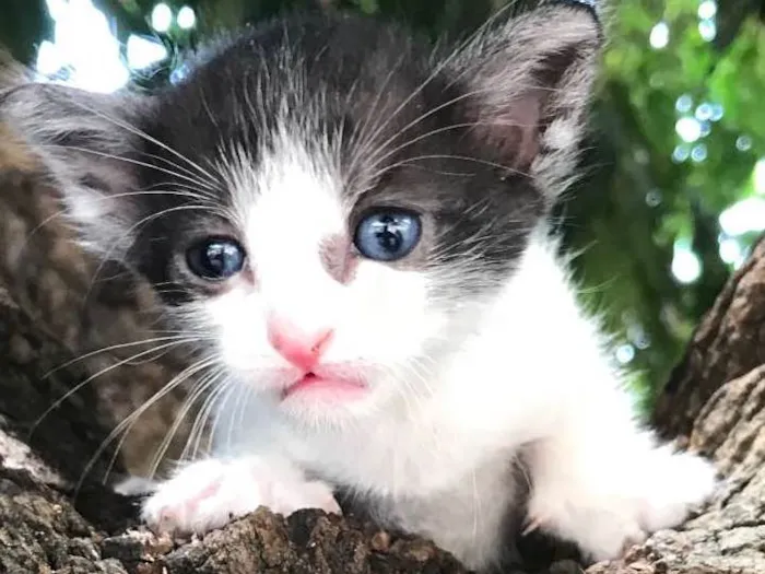 Gato ra a FRAJOLA idade Abaixo de 2 meses nome ORION