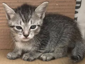 Gato raça RAJADA idade Abaixo de 2 meses nome MELISSA