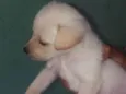 Belinha