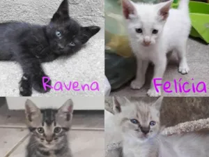 Gato raça  idade 2 a 6 meses nome ADOÇÃO DE GATOS