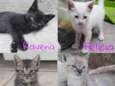 ADOÇÃO DE GATOS