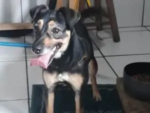 Cachorro raça vira-lata idade 2 anos nome LALA
