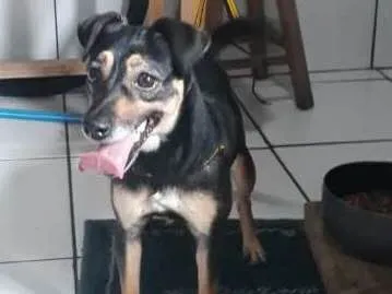 Cachorro ra a vira-lata idade 2 anos nome LALA