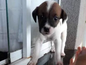 Cachorro raça sem raça específica  idade Abaixo de 2 meses nome sem nome