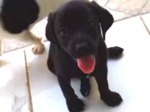 Cachorro raça indefinida idade 2 a 6 meses nome sem nome