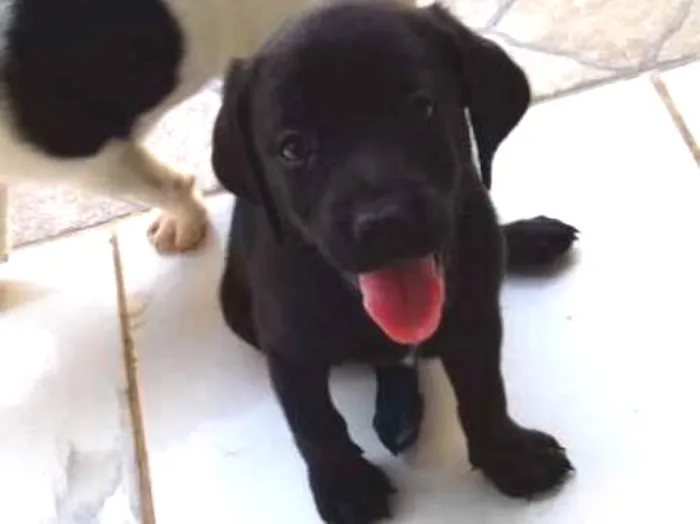 Cachorro ra a indefinida idade 2 a 6 meses nome sem nome
