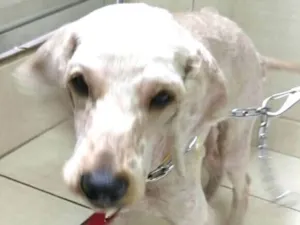 Cachorro raça Poodle  idade 3 anos nome Caramelo 
