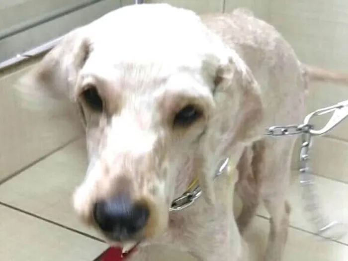 Cachorro ra a Poodle  idade 3 anos nome Caramelo 