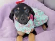 MOCINHA