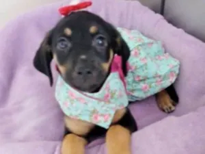 Cachorro raça SRD idade 2 a 6 meses nome MOCINHA