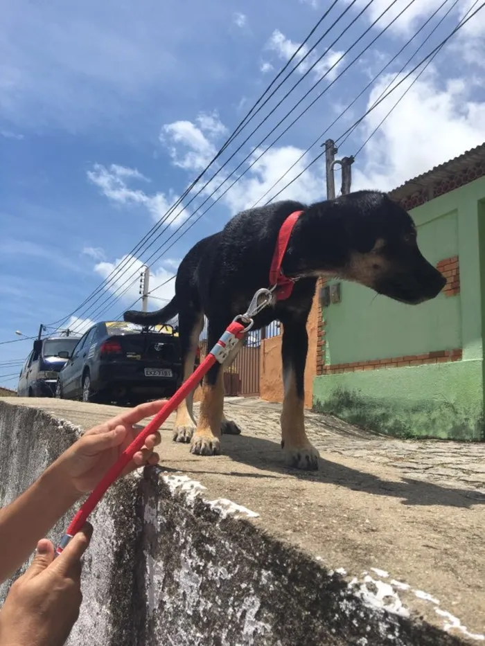 Cachorro raça Mistura  idade 1 ano nome Bruce