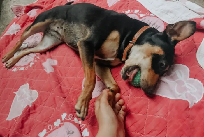 Cachorro ra a pinscher alemão idade 2 anos nome Pantera