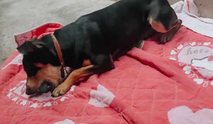 Cachorro ra a pinscher alemão idade 2 anos nome Pantera