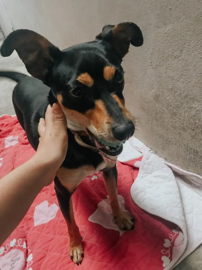 Cachorro ra a pinscher alemão idade 2 anos nome Pantera