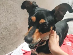 Cachorro raça pinscher alemão idade 2 anos nome Pantera